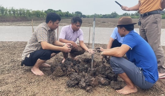 Kiếm tiền tỉ nhờ mày mò ương nuôi rươi giống thành công