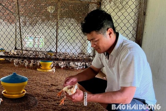 Chăn nuôi bằng... thuốc nam