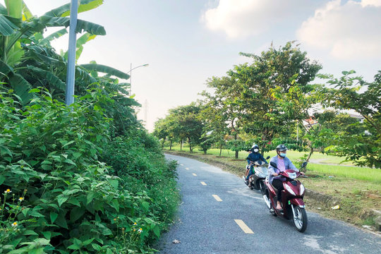 Cây, cỏ dại mọc tràn ra đường ở khu biệt thự Đỉnh Long