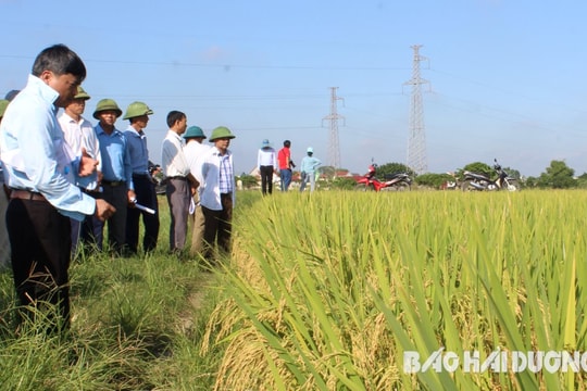 Giống lúa Đài thơm 8 cho giá trị kinh tế cao hơn lúa Bắc thơm 7