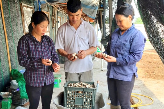 Thành công từ trồng nấm rơm Đài Loan