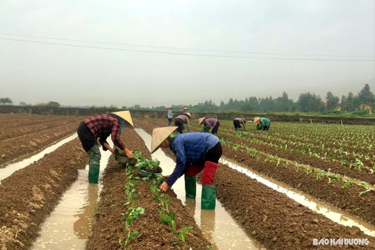 Hải Dương trồng nhanh cây vụ đông sớm