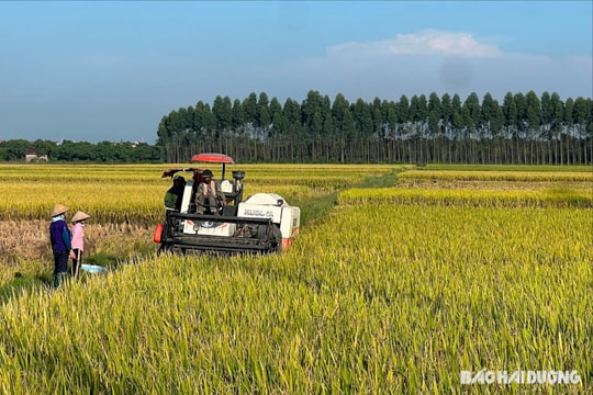 Thanh Miện thu hoạch 95% diện tích lúa mùa bằng máy