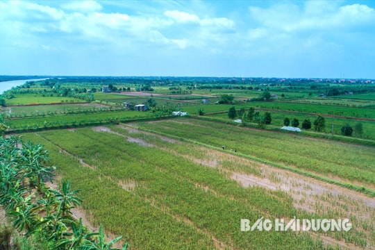 Nông nghiệp đa tầng, đa giá trị ở Chí Minh