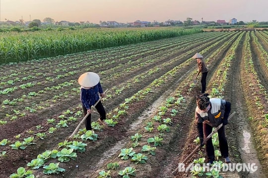 Giá thuê lao động vụ đông tăng