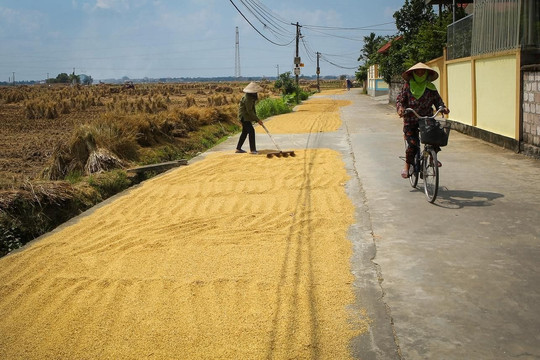 Phơi thóc trên đường