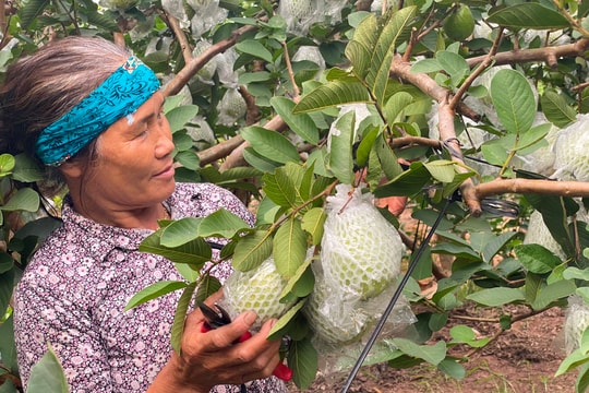 Ổi trái vụ ở Thanh Hà