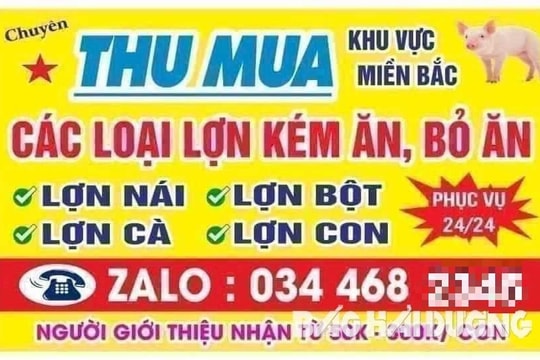 Mua bán lợn ốm, chết tại các trang trại