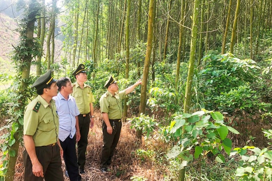 Hải Dương cảnh báo nguy cơ cao xảy ra cháy rừng