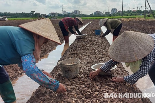 Kinh Môn dồn sức sản xuất vụ đông