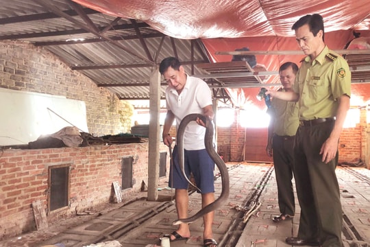 Nông dân Chi Ngãi phất lên từ nuôi rắn