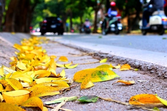 Thu cảm