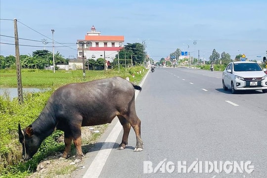 Thả rông trâu trên quốc lộ 37