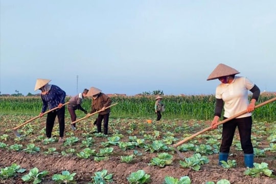 Văn Hội mở rộng trồng rau màu vụ đông