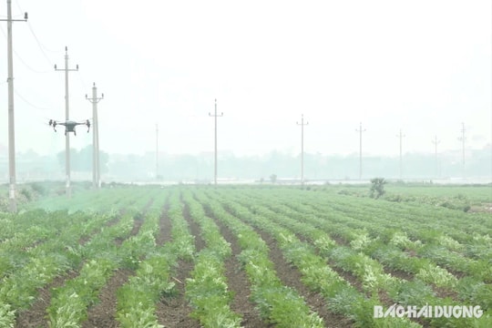 Diện tích khoai tây được bao tiêu ở Tứ Kỳ giảm 25 ha