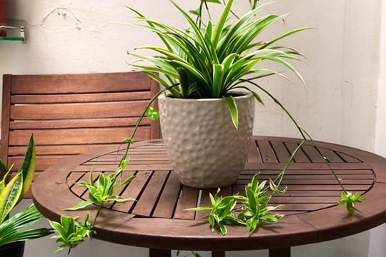 4 loại cây giúp khử mùi hôi trong nhà