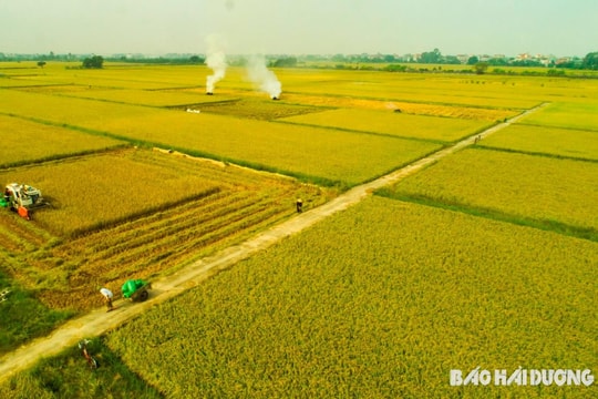 Sắc thu trên cánh đồng mẫu lớn xã Long Xuyên