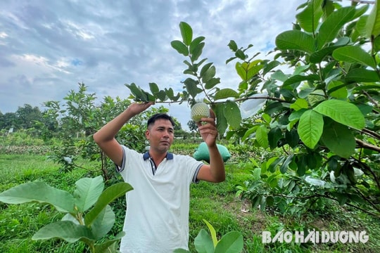 Cây ổi lê trên đất Hải Dương
