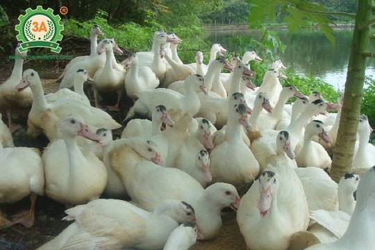 Ủng hộ con dâu khởi nghiệp