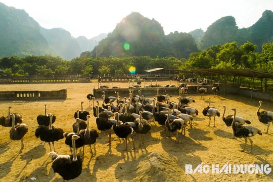 Thăm trang trại đà điểu của “Nông dân Việt Nam xuất sắc” năm 2023