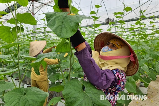 Gia Lộc có diện tích nhà màng, nhà lưới nhiều nhất tỉnh