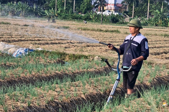 Nam Sách dẫn đầu diện tích trồng cây vụ đông