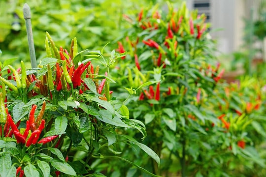Có nên trồng cây ớt trước nhà?