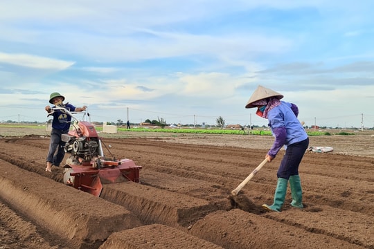 Đức Chính kết nối nhiều doanh nghiệp tiêu thụ cà rốt