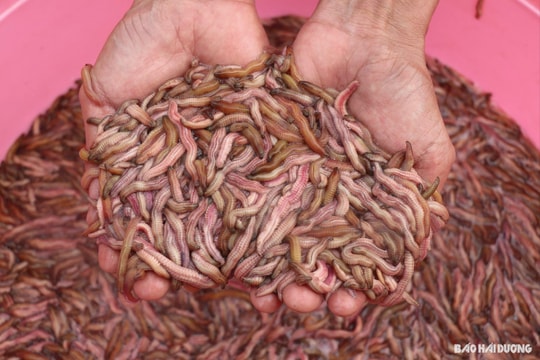 Rươi đầu vụ ở Thanh Hà giá 400.000 đồng/kg