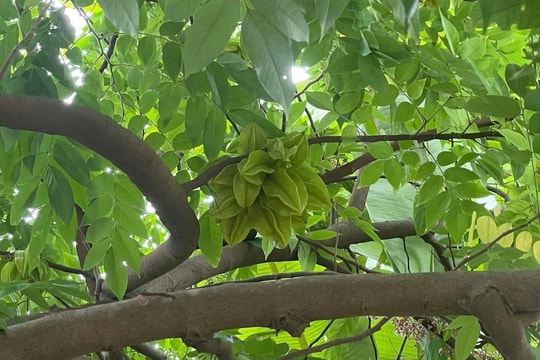 Có nên trồng cây khế trước nhà?