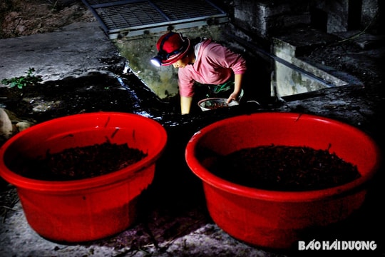 Nông dân An Thanh chong đèn thu hoạch rươi