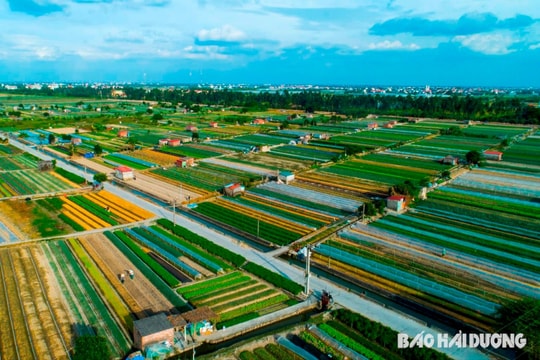 Vùng trồng rau Phạm Kha cho thu lãi cao