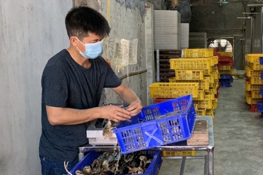 Giá gà giống giảm nhẹ