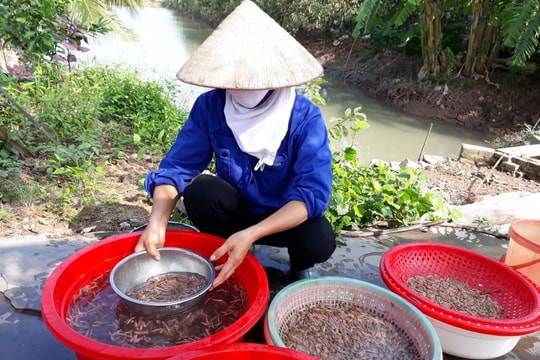 Người dân Tử Lạc phấn khởi thu hoạch rươi mùa