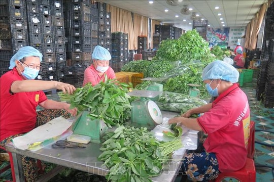 Kiện toàn Ban Chỉ đạo đổi mới, phát triển kinh tế tập thể, hợp tác xã