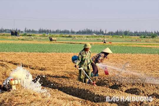 2 địa phương hoàn thành kế hoạch trồng cây vụ đông