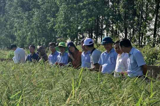 Phục tráng thành công giống nếp cái hoa vàng Kinh Môn