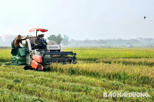 Hải Dương thu hoạch xong lúa mùa trà sớm và trung