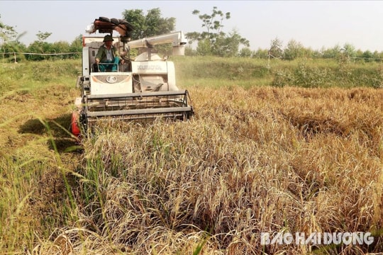Thanh Miện có nhiều mô hình tích tụ ruộng đất quy mô lớn nhất tỉnh 