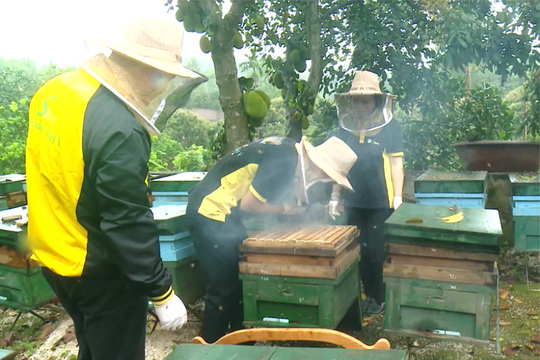 Văn phòng Kinh tế và Văn hóa Đài Bắc hỗ trợ phụ nữ Hải Dương nuôi ong lấy mật