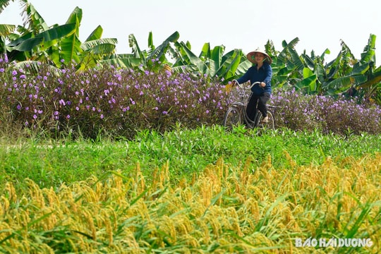 Gió đồng thênh thang