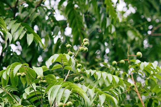 Có nên trồng cây sấu trước nhà?