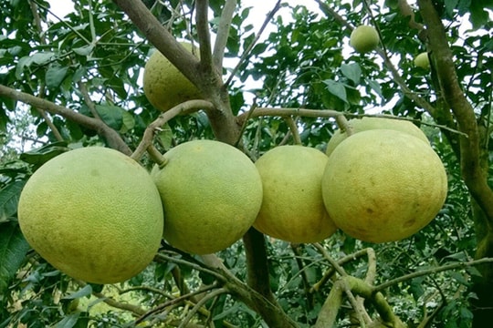 Có nên trồng cây bưởi trước nhà?