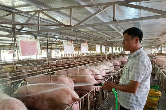 Người chăn nuôi tái đàn, tăng đàn chuẩn bị cung ứng dịp Tết