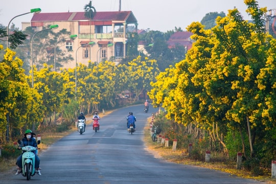 Con đường nở hoa chuông vàng rực rỡ ở ngoại thành Hà Nội gây "bão mạng"