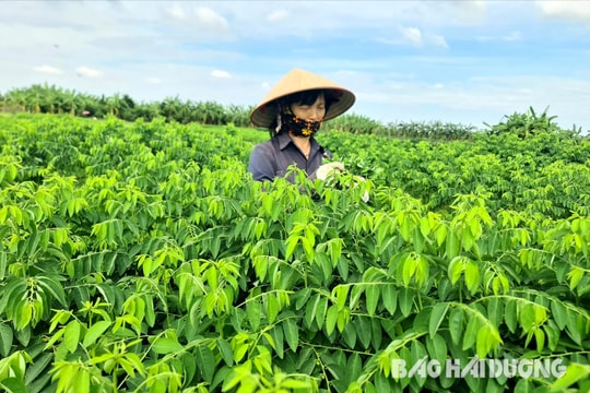 Xanh mướt vùng rau ngót Đại Đức