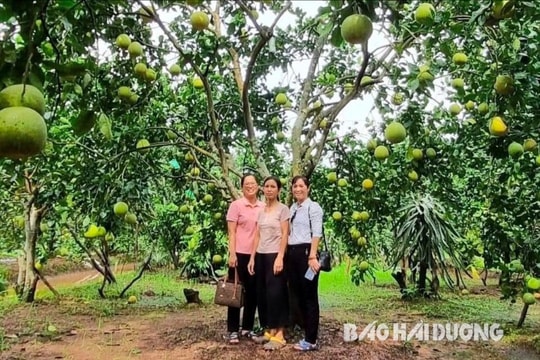Hải Dương phục tráng 8 loại giống cây trồng bản địa