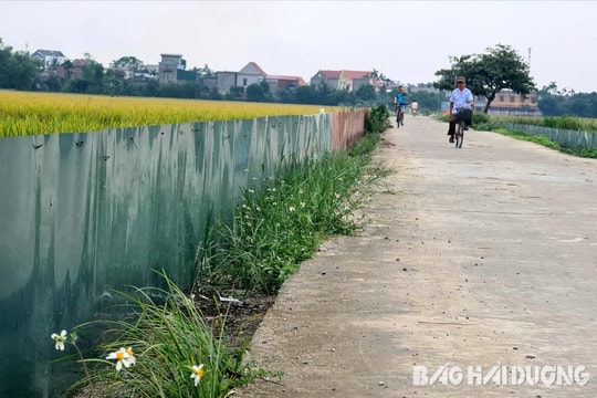Quây tôn quanh ruộng để chống chuột