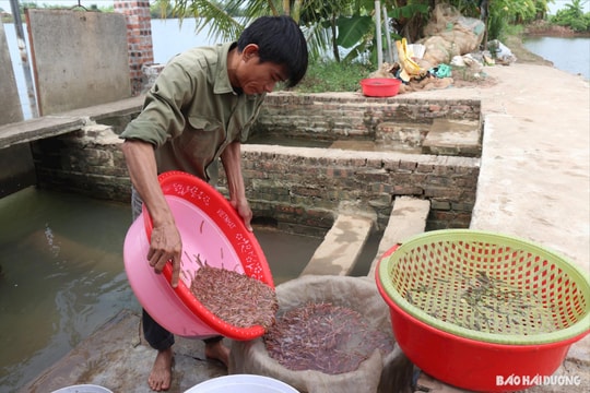 Kỳ công cải tạo nguồn sống cho rươi
