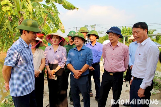 Tứ Kỳ đề nghị đầu tư xây dựng, mở rộng cống Đa Vang để khai thác rươi, cáy